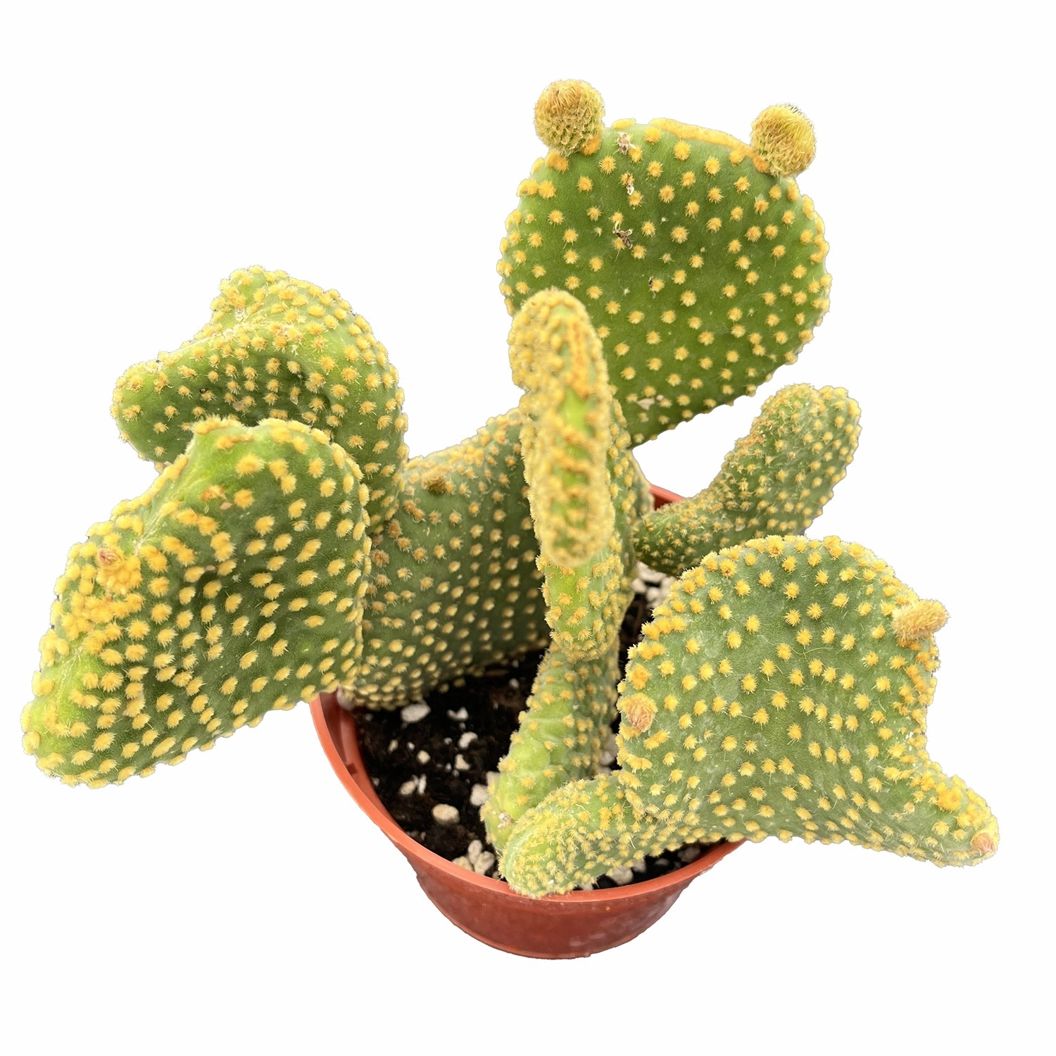 Opuntia Microdasys Monstrose (4 inch)
