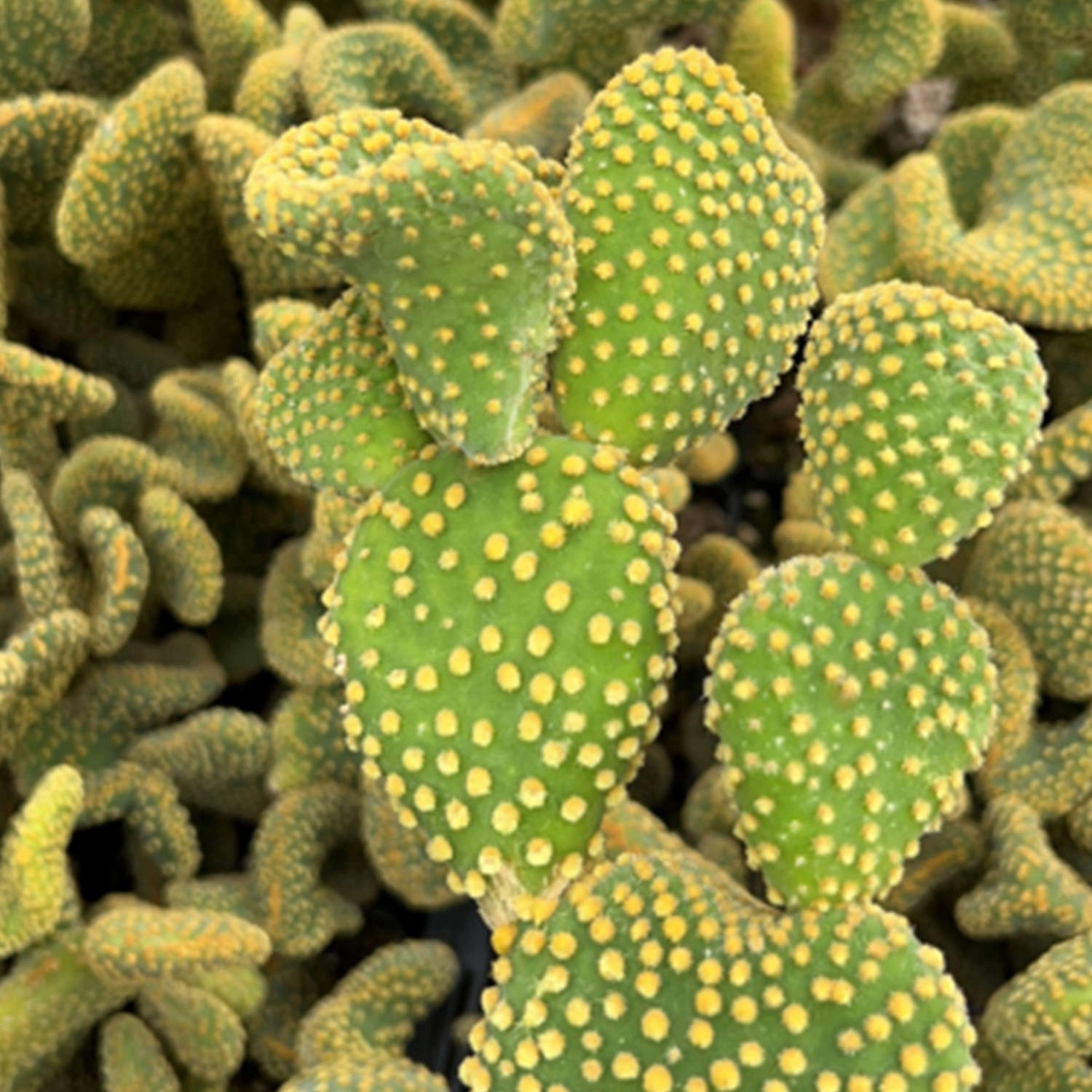 Opuntia Microdasys Monstrose