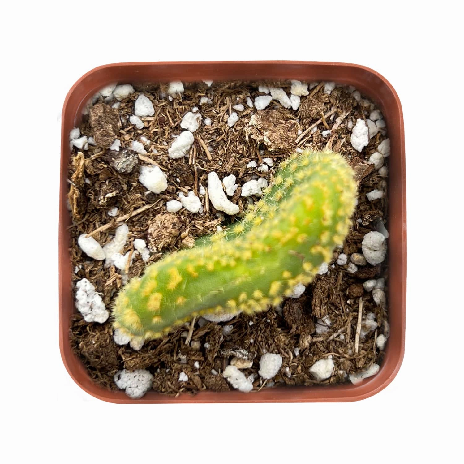 Opuntia Microdasys Monstrose