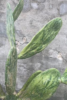 Opuntia sp. Variegated 10" medium flower pot  