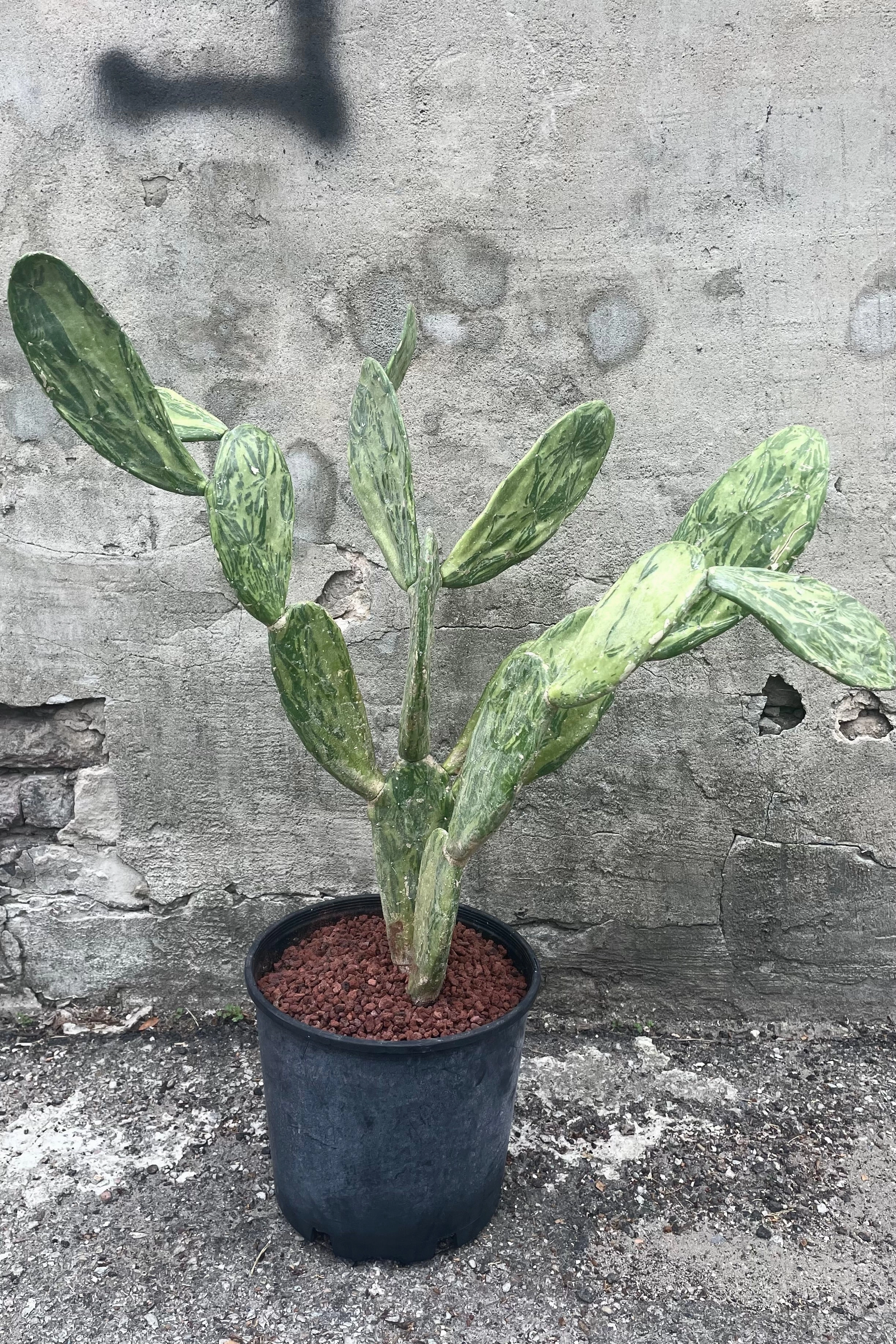 Opuntia sp. Variegated 10"