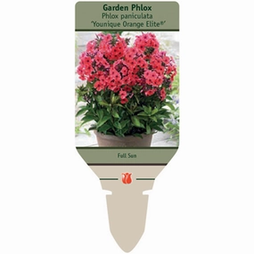 Orange Elite Garden Phlox | Phlox paniculata traditional flower vase  