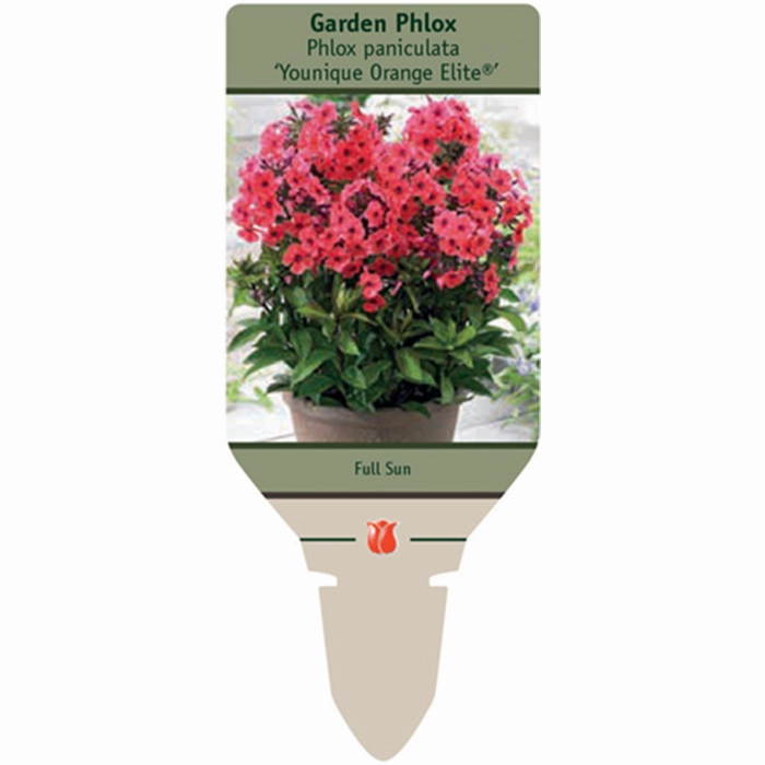 Orange Elite Garden Phlox | Phlox paniculata traditional flower vase  
