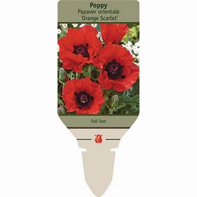 Orange Scarlet Poppy | Papaver orientale traditional flower vase  