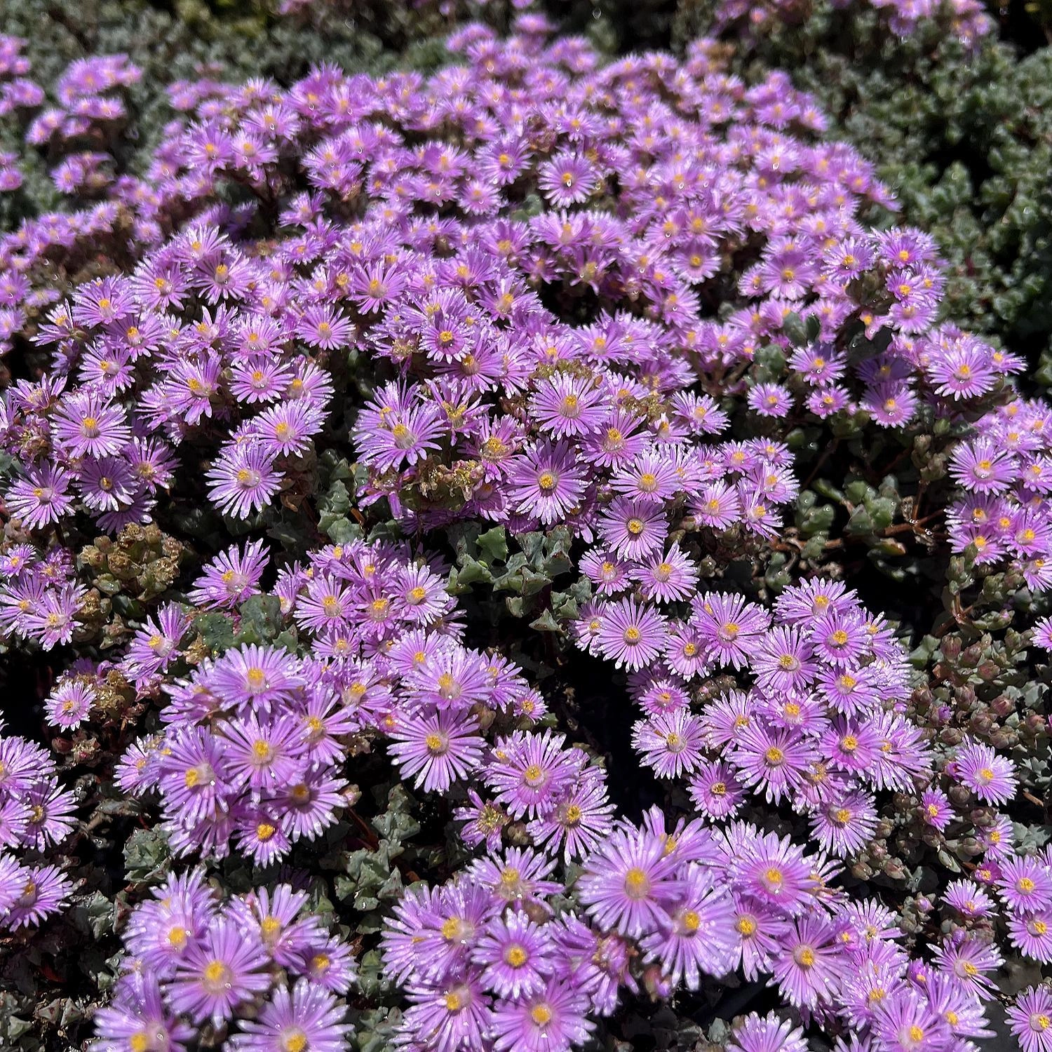 Oscularia Pedunculata
