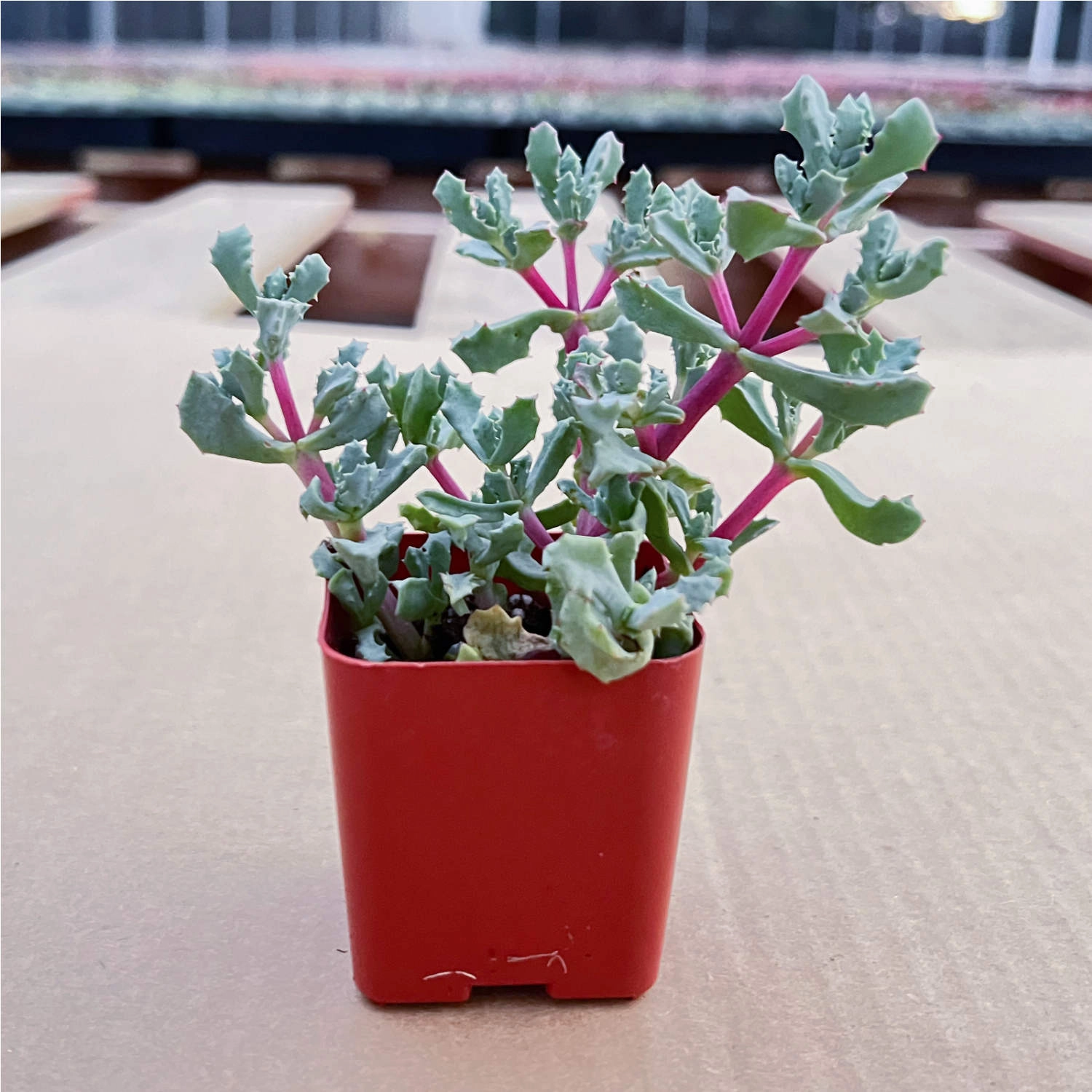 Oscularia Pedunculata
