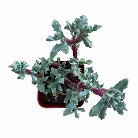 Oscularia Pedunculata mini ornamental plant  