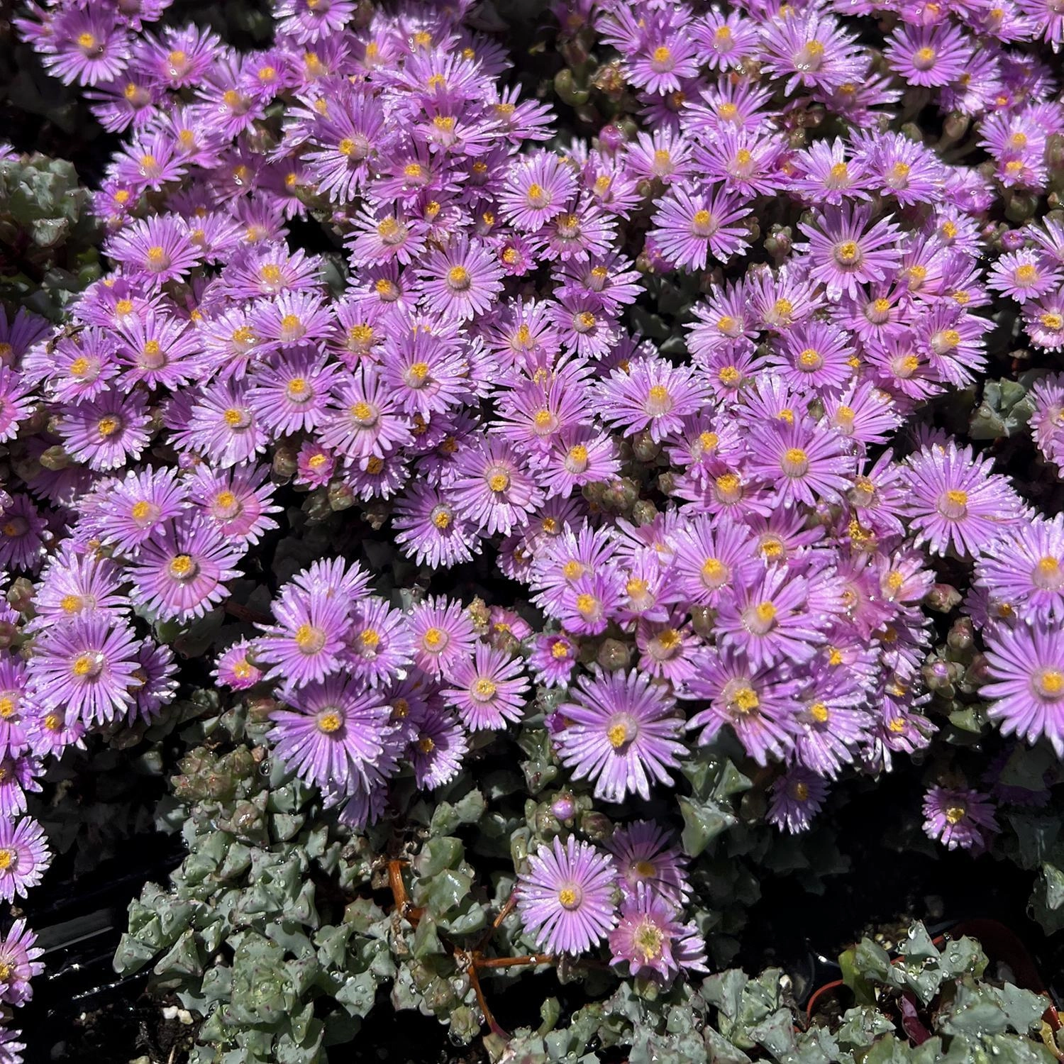 Oscularia Pedunculata