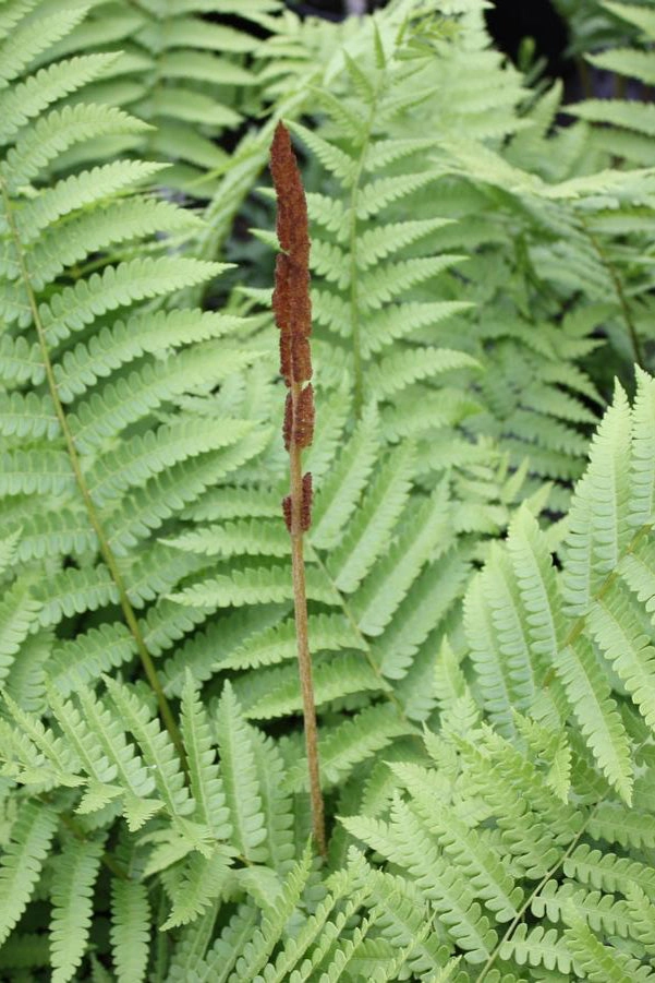 Osmunda cinnamomea 1 qt