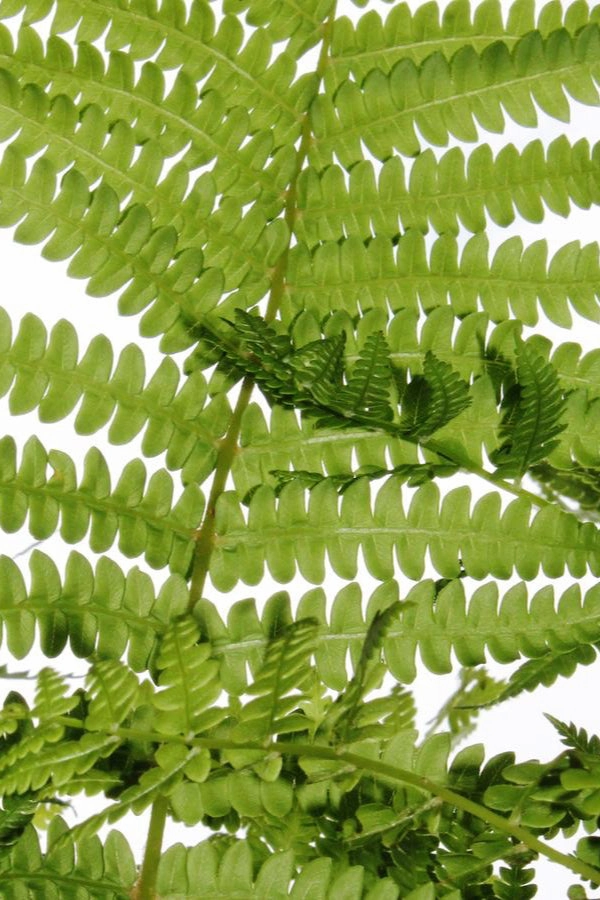 Osmunda cinnamomea 1 qt decorative flowerpot  