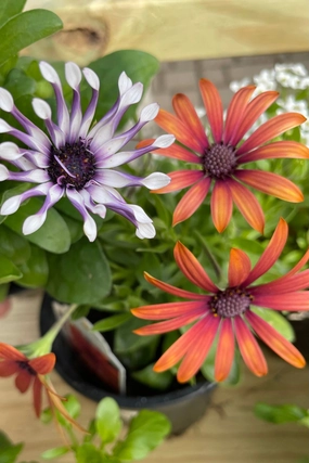 Osteospermum (assorted) 4.5" decorative flowerpot  