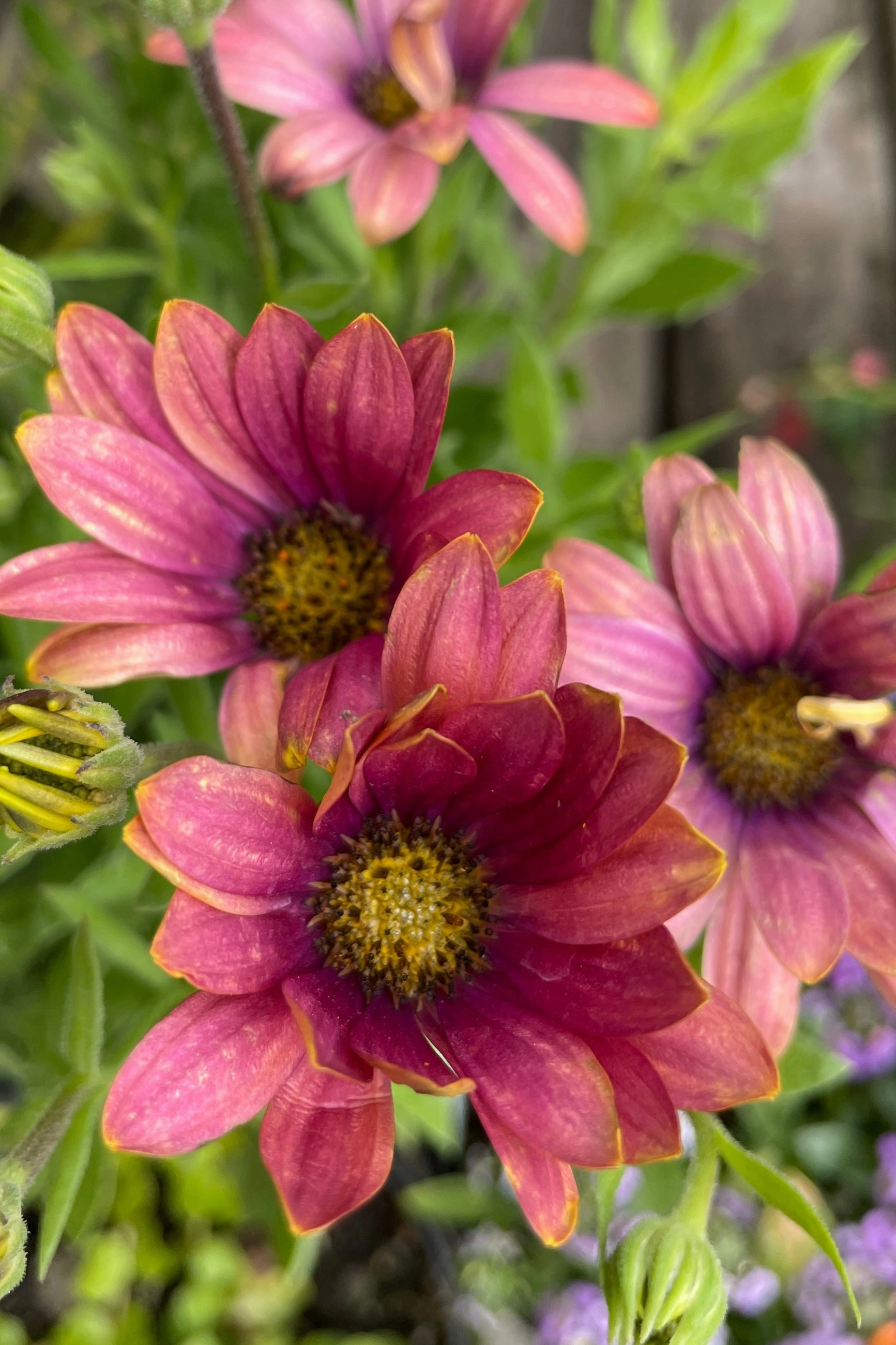 Osteospermum (assorted) 4.5"