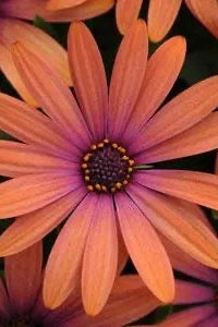 Osteospermum (assorted) 4.5"