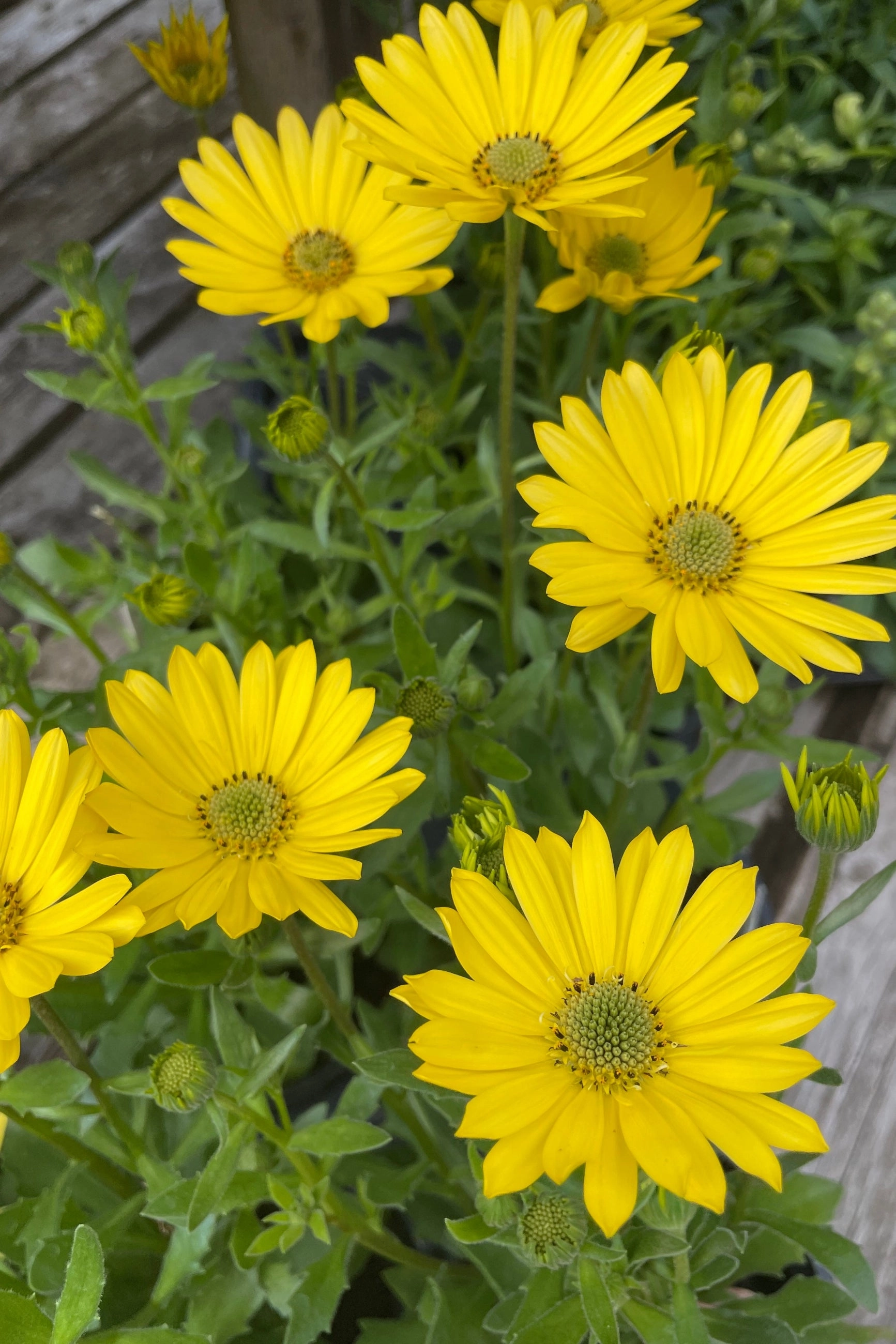 Osteospermum (assorted) 4.5"