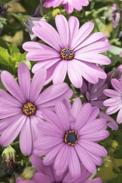 Osteospermum (assorted) 4.5"