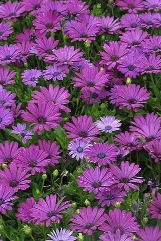Osteospermum (assorted) 4.5"