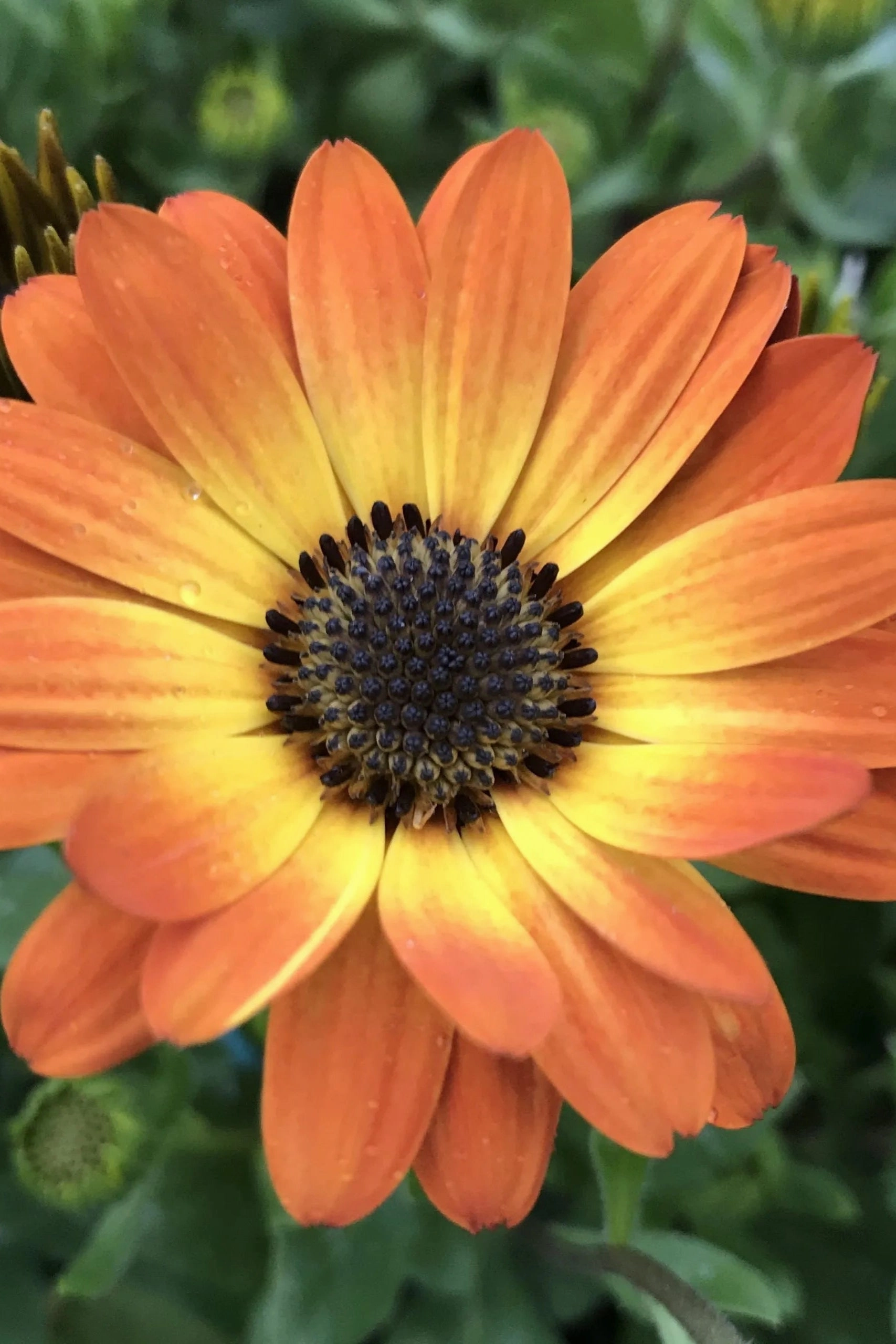 Osteospermum (assorted) 4.5"