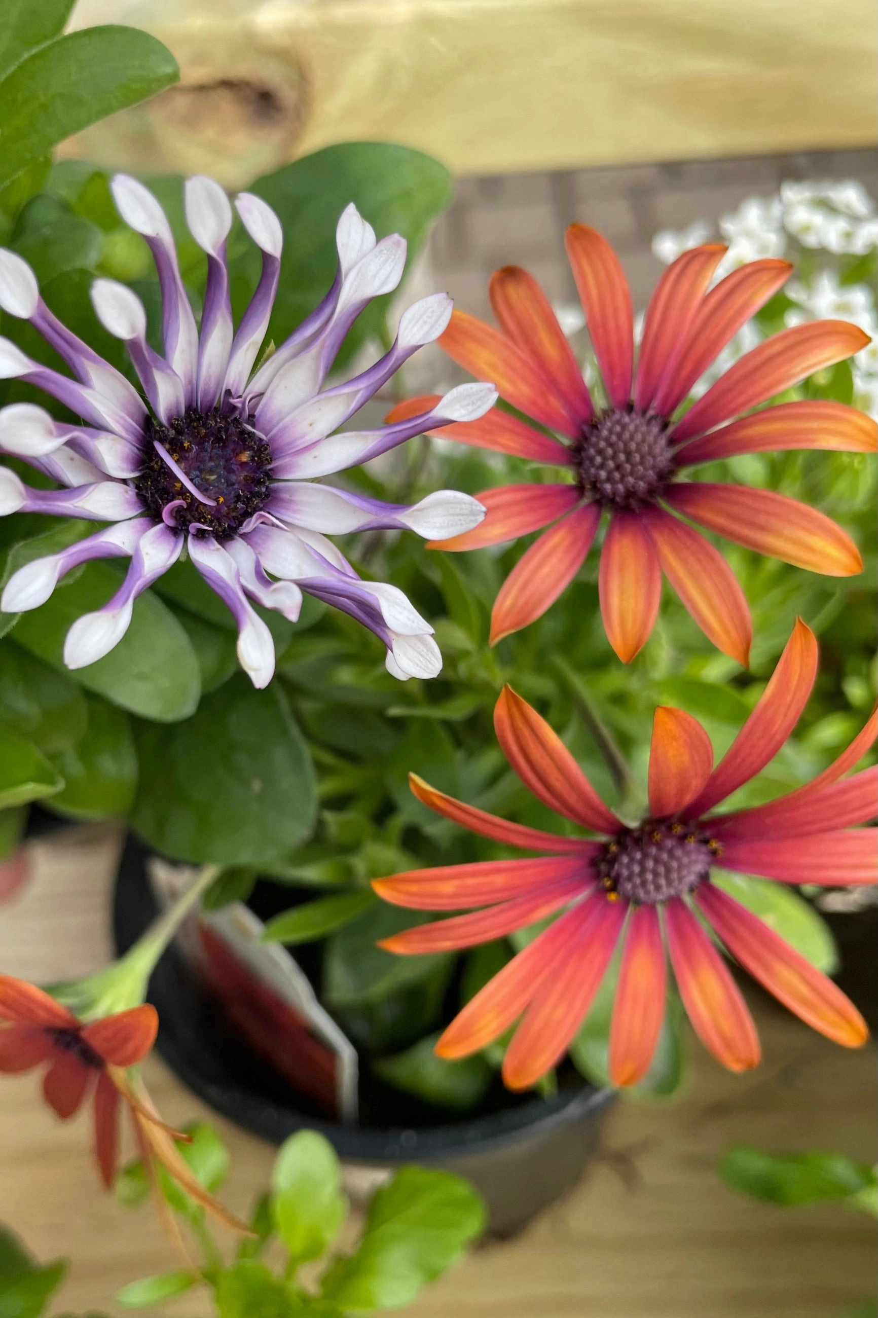 Osteospermum (assorted) 4.5" decorative flowerpot  