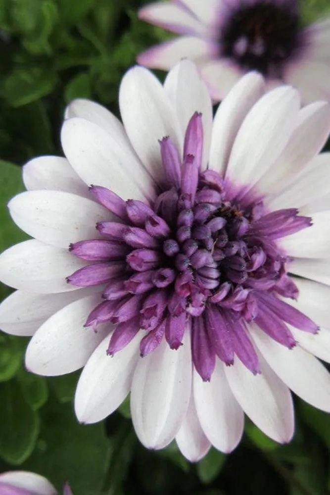 Osteospermum (assorted) 4.5"