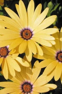 Osteospermum (assorted) 4.5"