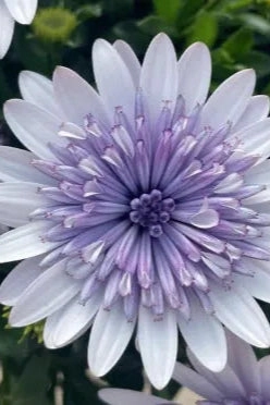 Osteospermum (assorted) 4.5"