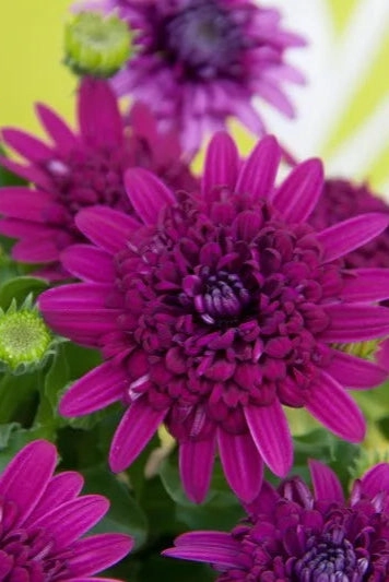 Osteospermum (assorted) 4.5"