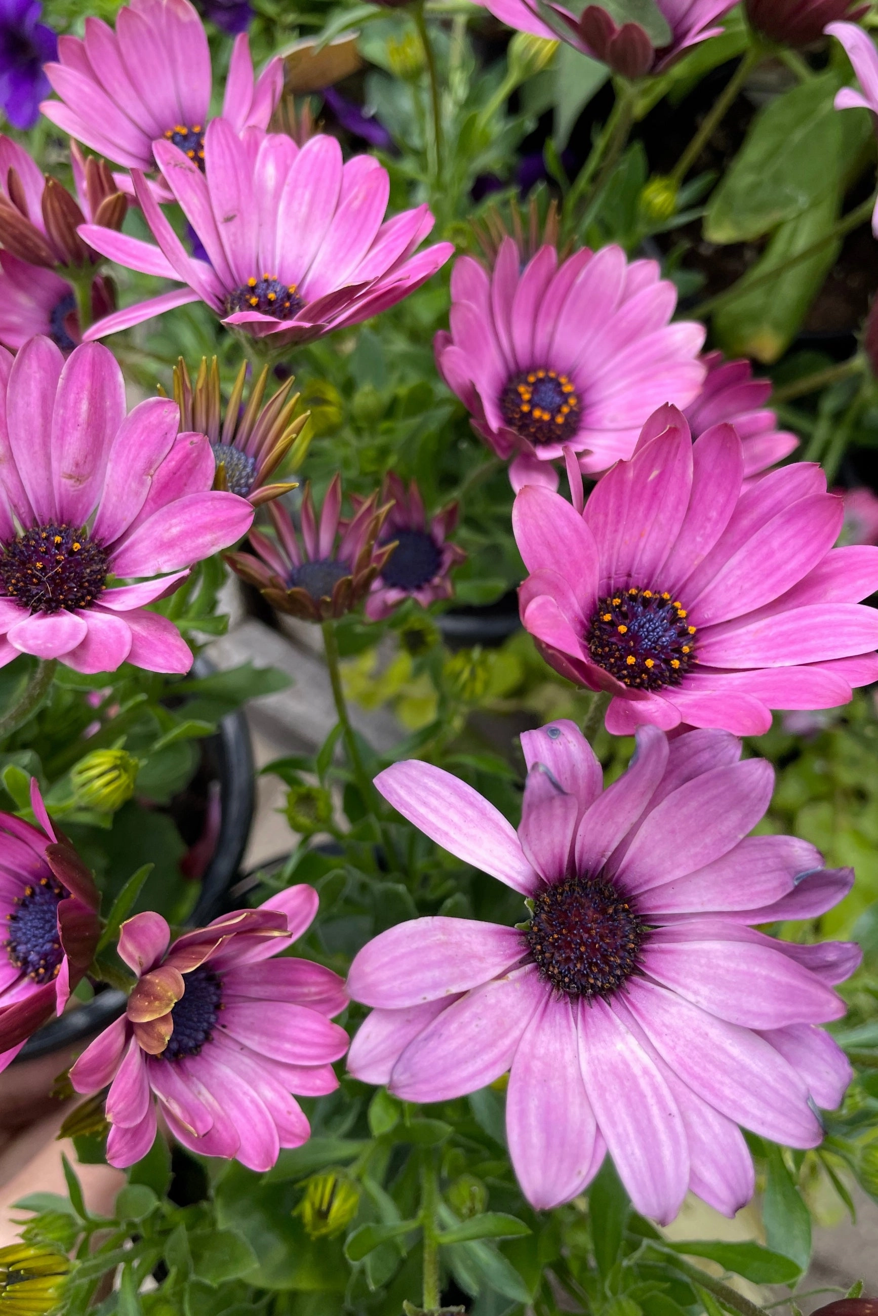 Osteospermum (assorted) 4.5"