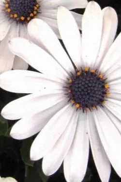 Osteospermum (assorted) 4.5"