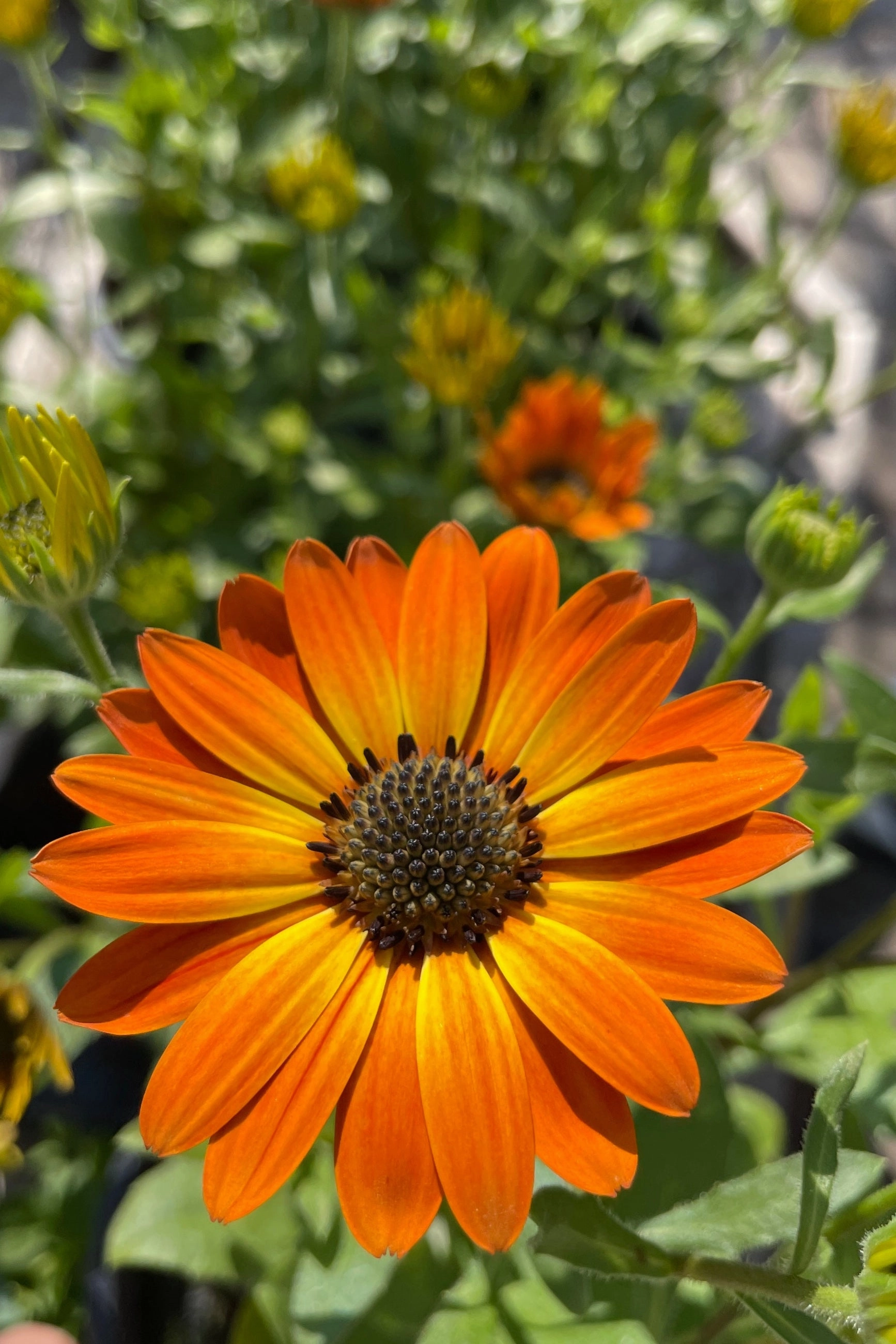 Osteospermum (assorted) 4.5"