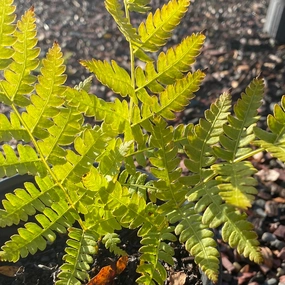 Ostrich Fern | Matteuccia Struthiopteris single layer plant shelf  