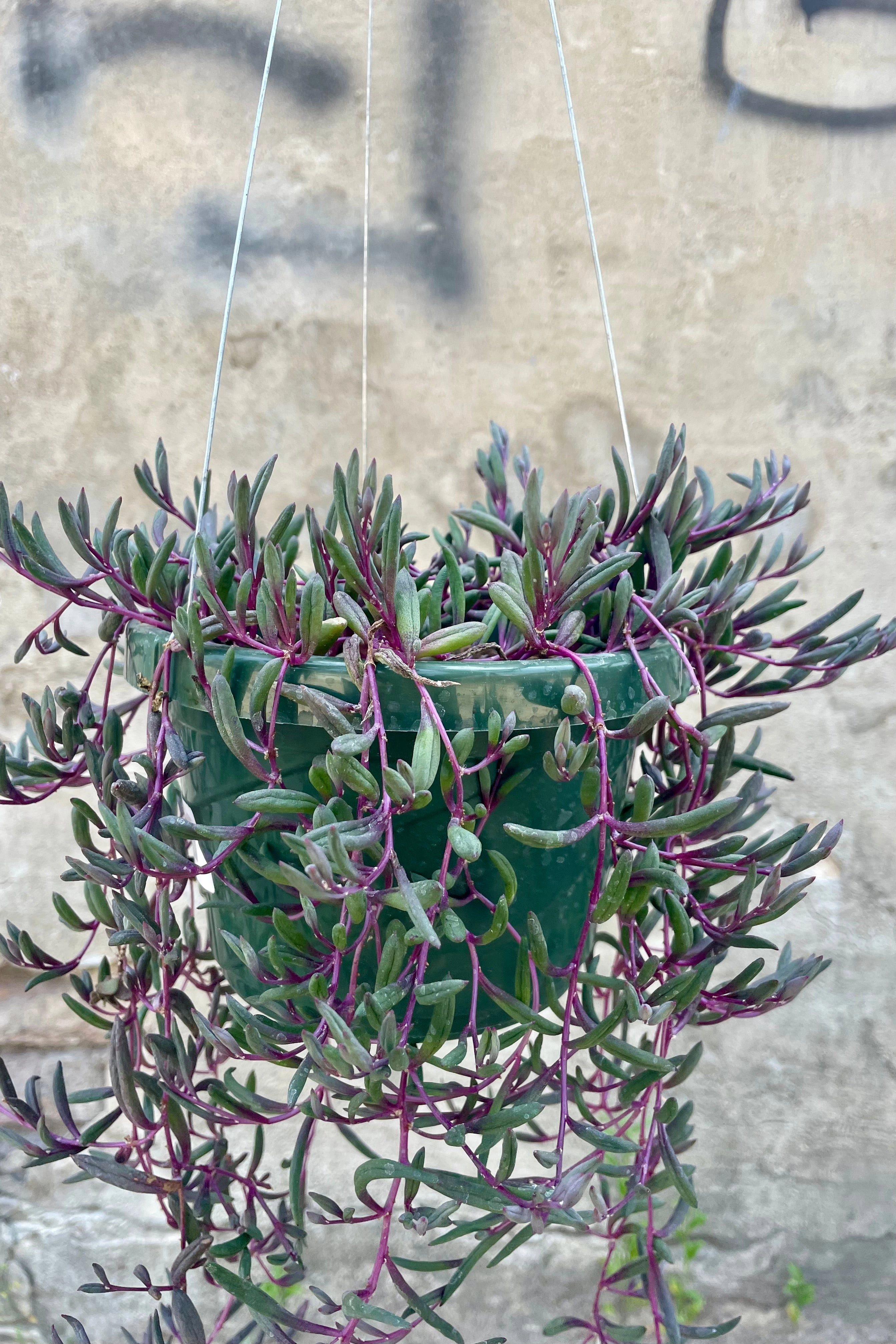 Othonna capensis 6" medium flower pot  