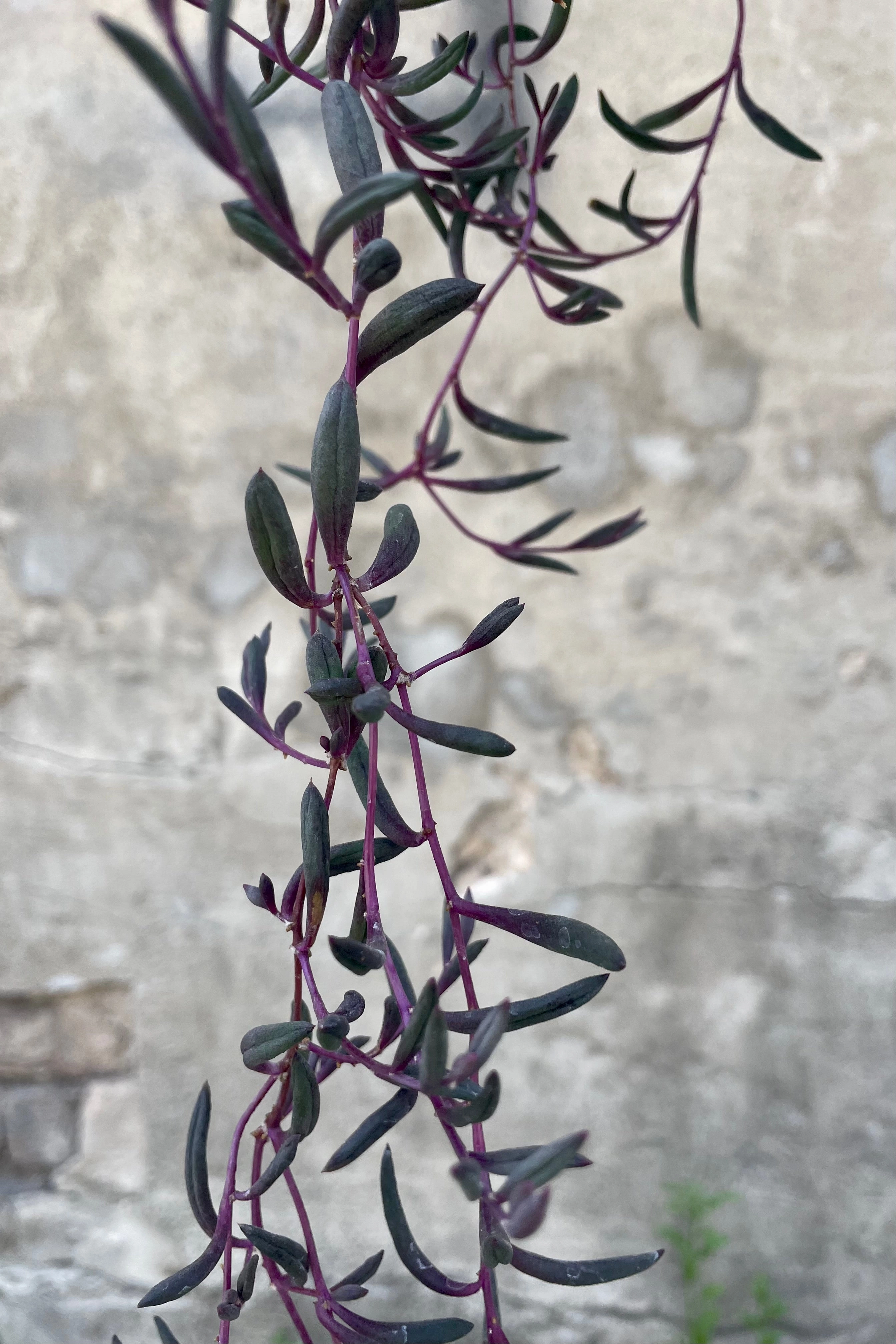 Othonna capensis 6"