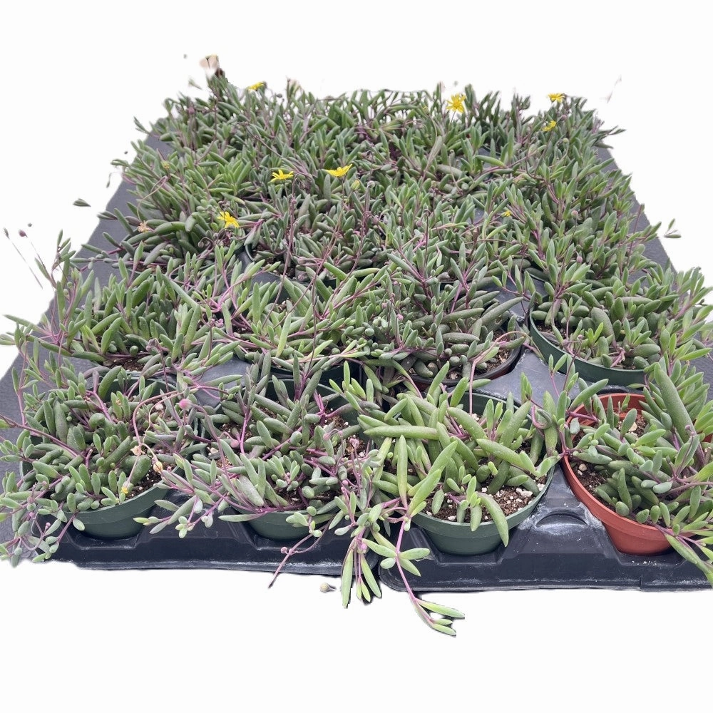 Othonna capensis L.H.Bailey Bulk 20 Tray - 4in Pot mini ornamental plant  