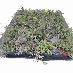 Othonna capensis L.H.Bailey Bulk 20 Tray - 4in Pot mini ornamental plant  