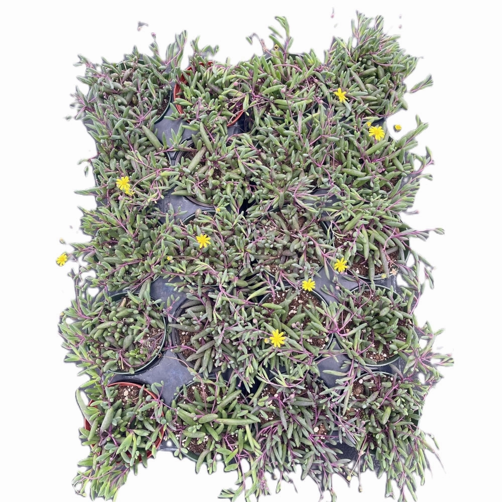 Othonna capensis L.H.Bailey Bulk 20 Tray - 4in Pot