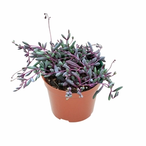 Othonna Capensis/ Ruby Necklace (4 inch) mini ornamental plant  