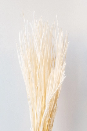 Ouro Bleached Pastel Preserved Bunch indoor houseplants  
