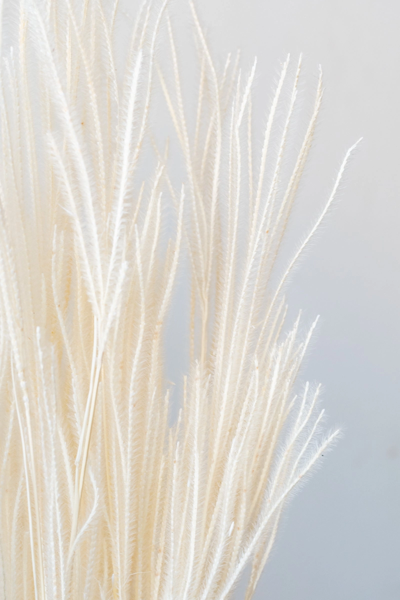 Ouro Bleached Pastel Preserved Bunch