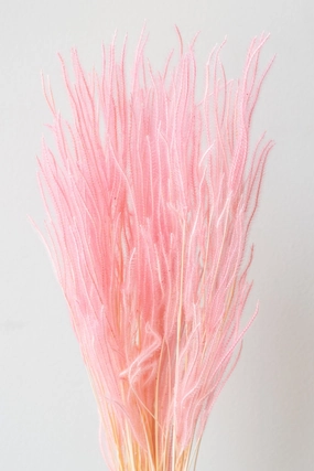 Ouro Blush Pastel Preserved Bunch indoor houseplants  