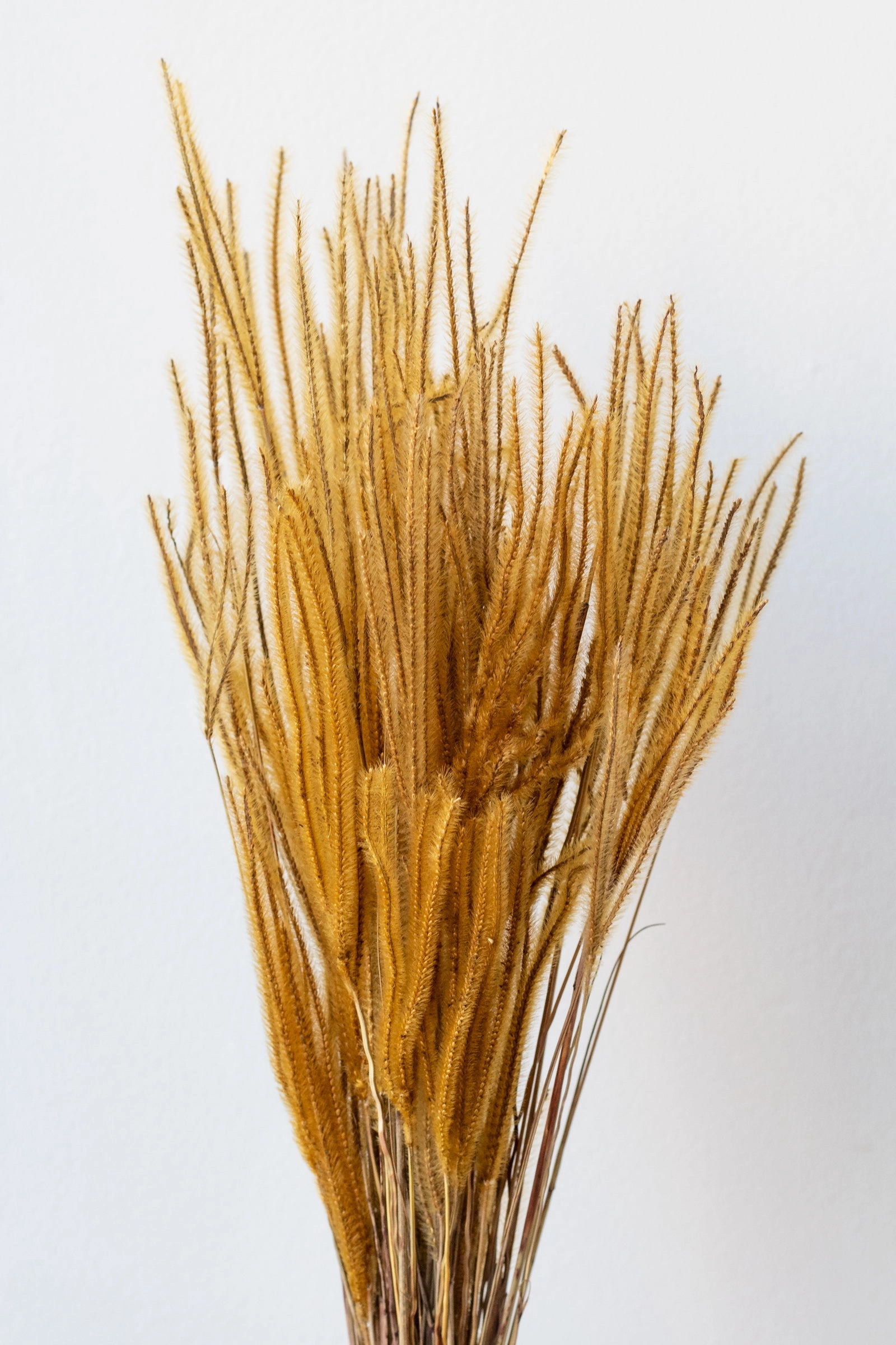 Ouro Natural Preserved Bunch indoor houseplants  