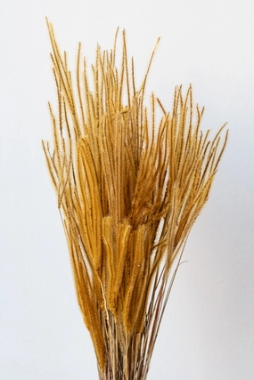 Ouro Natural Preserved Bunch indoor houseplants  
