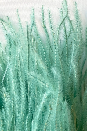 Ouro Teal Pastel Preserved Bunch indoor houseplants  