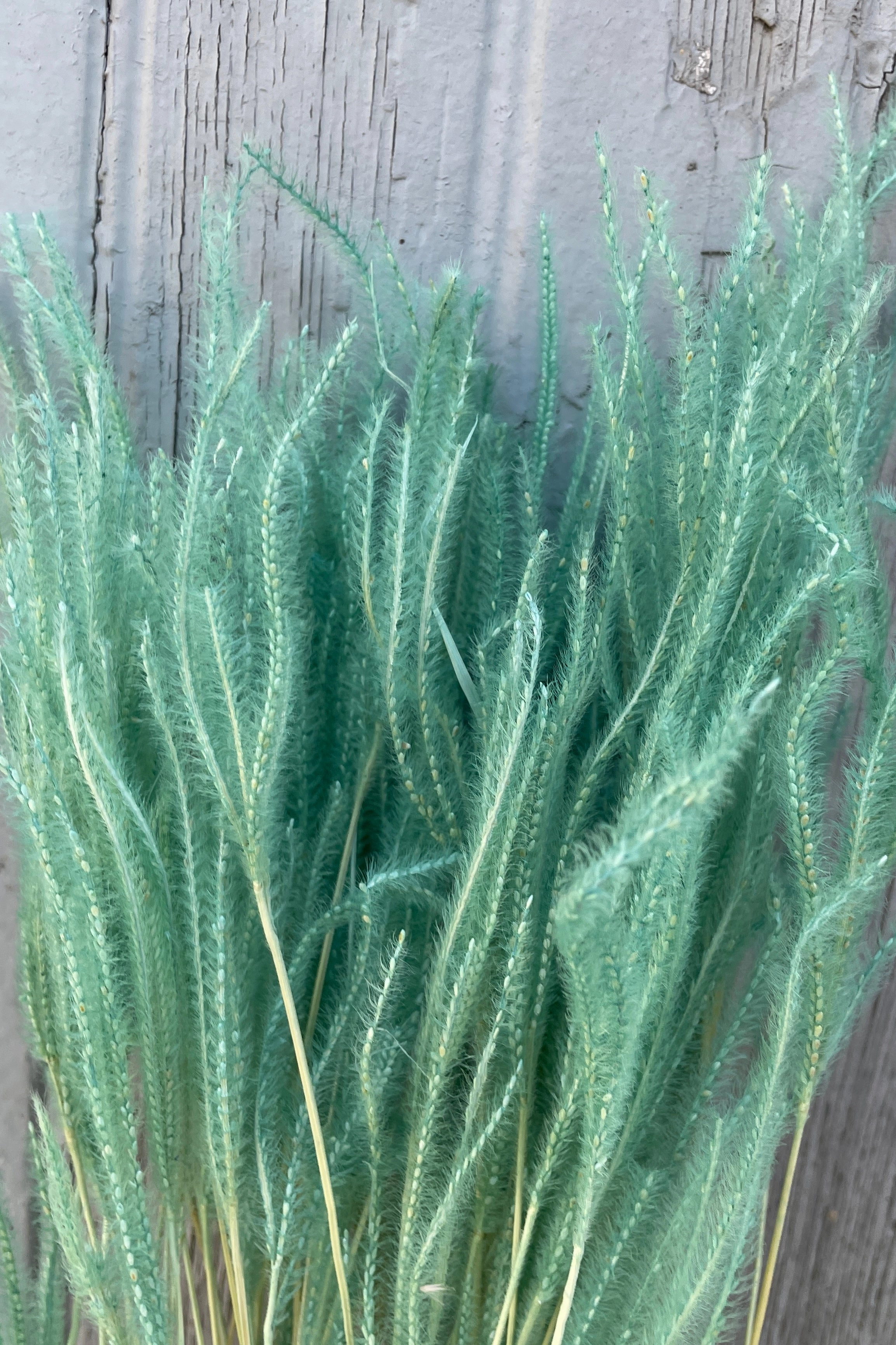 Ouro Teal Pastel Preserved Bunch