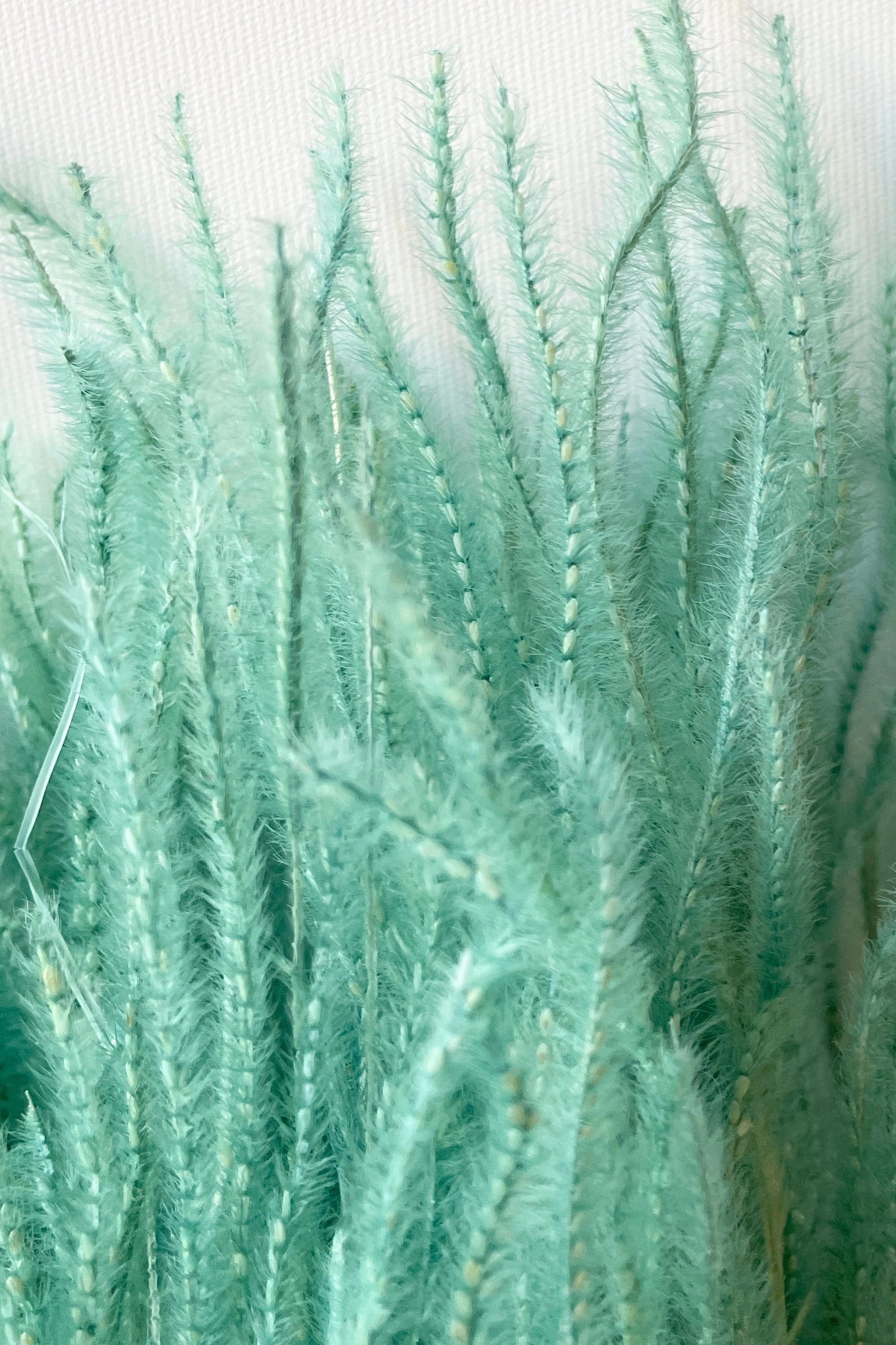Ouro Teal Pastel Preserved Bunch indoor houseplants  
