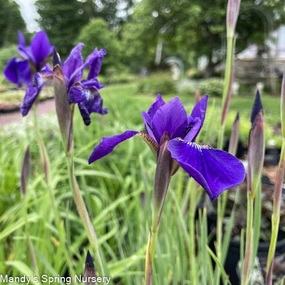 Over In Gloryland Iris | Iris sibirica traditional flower vase  