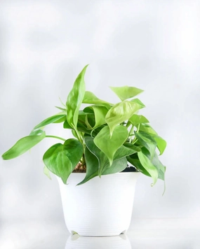 Oxycardium plant medium flower pot  