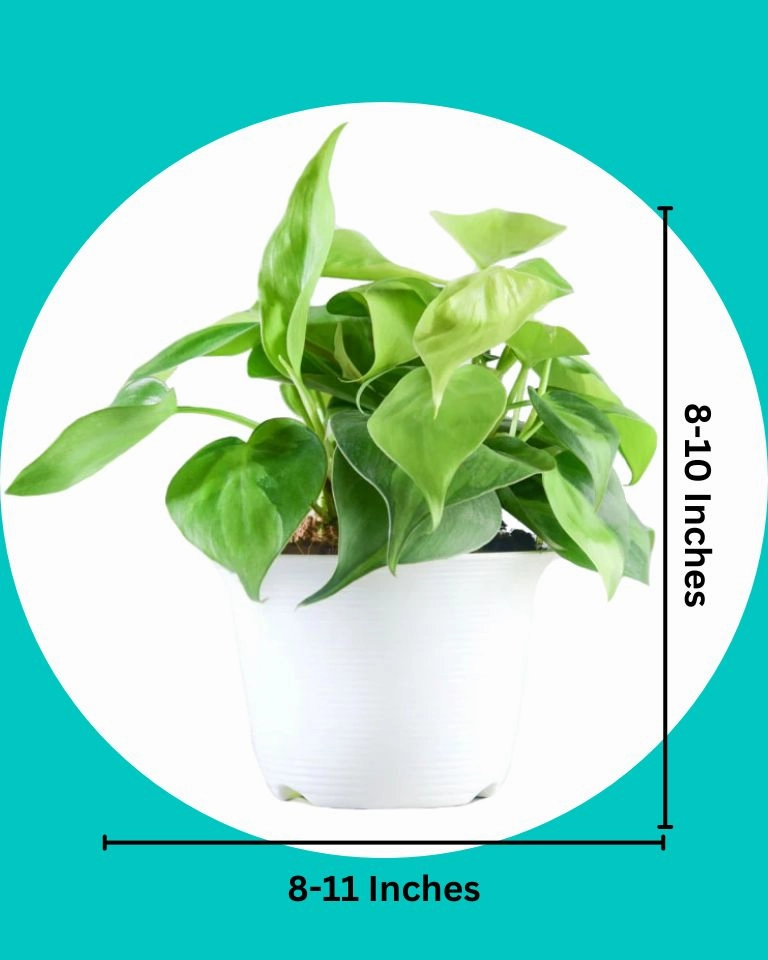 Oxycardium plant