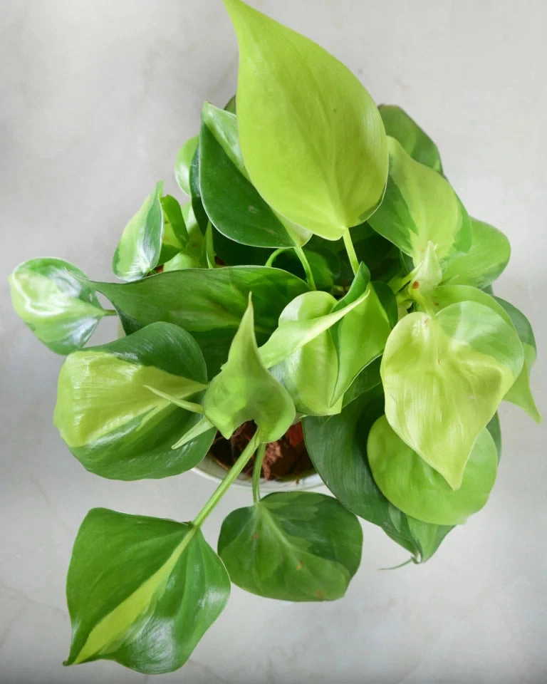 Oxycardium plant