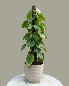 Oxycardium Plant with Moss Stick medium flower pot  