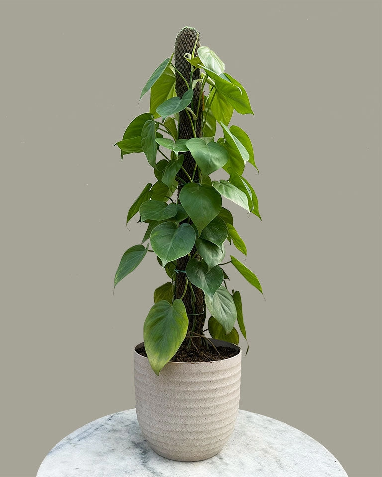 Oxycardium Plant with Moss Stick medium flower pot  